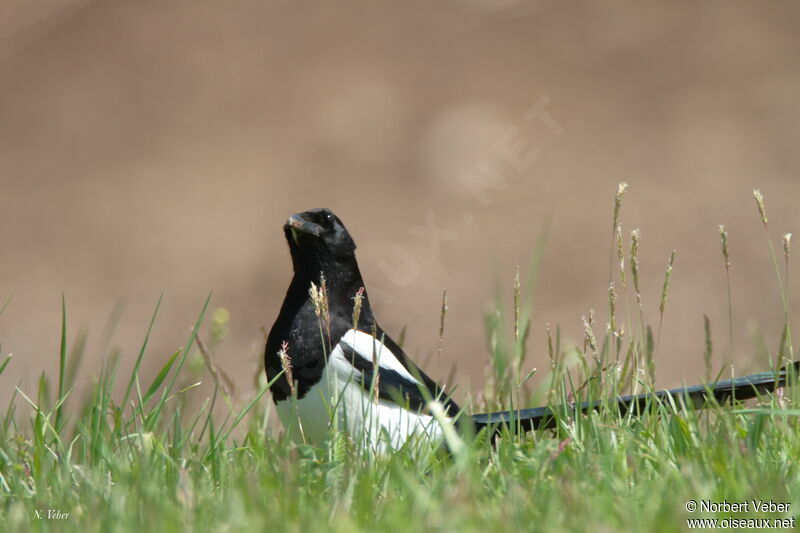 Eurasian Magpie