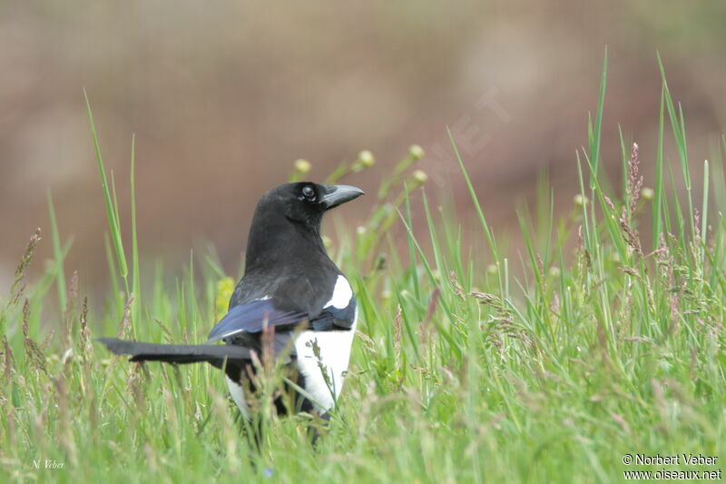 Eurasian Magpie