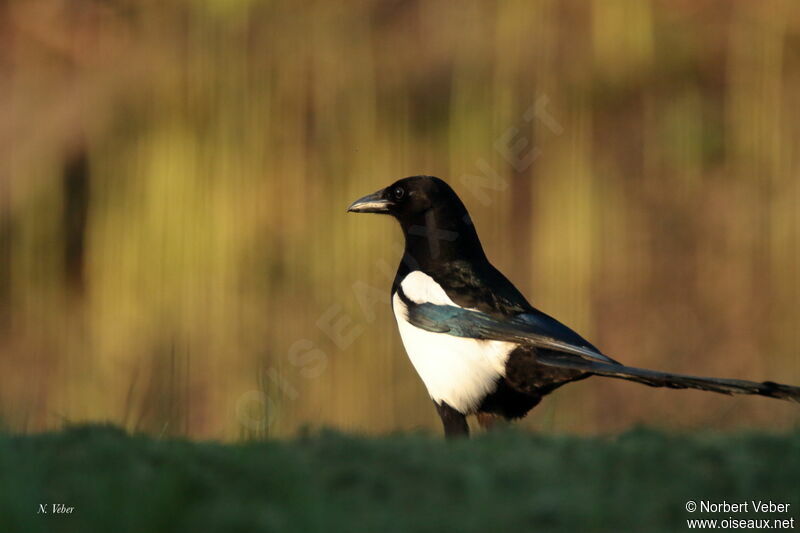 Eurasian Magpie