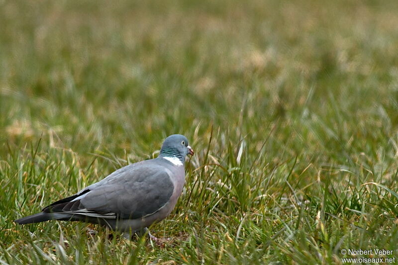 Common Wood Pigeonadult