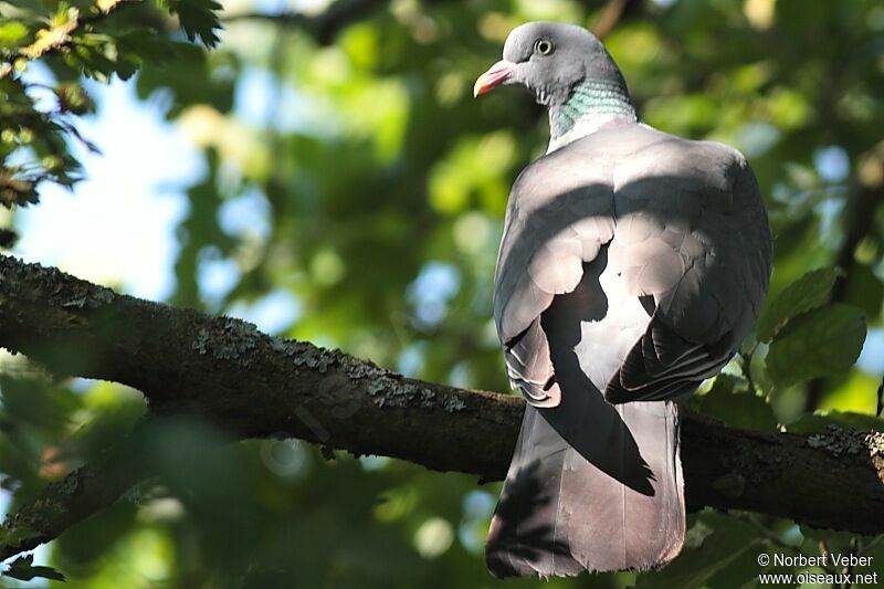 Pigeon ramieradulte