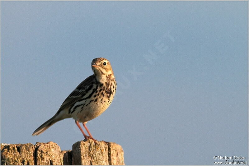 Pipit farlouseadulte