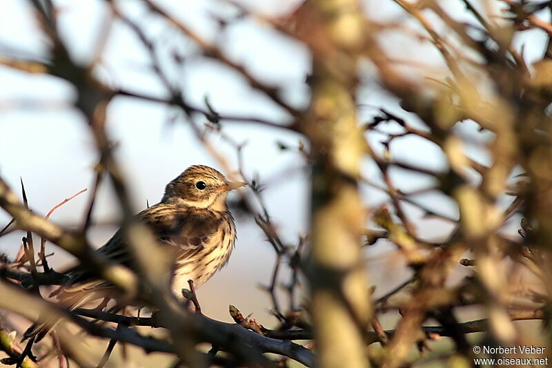 Meadow Pipitadult, identification