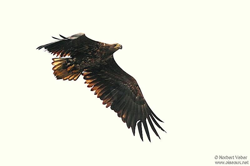 White-tailed EagleThird  year, Flight