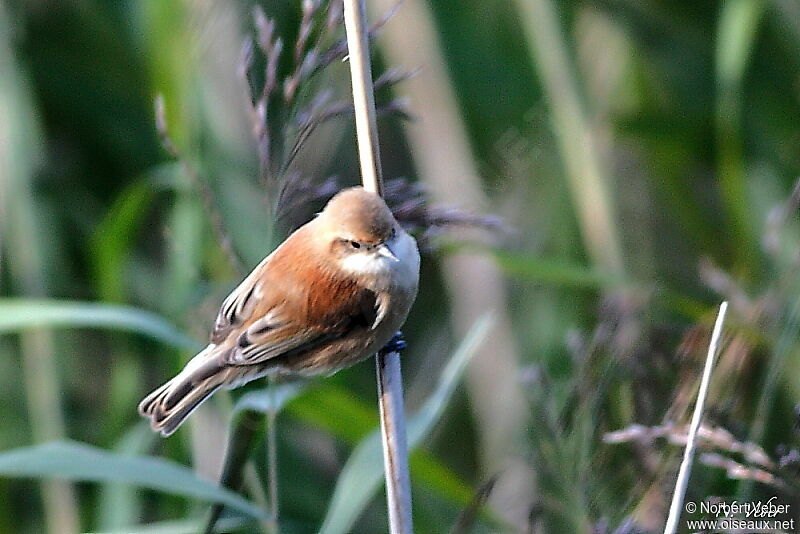 Eurasian Penduline Tit