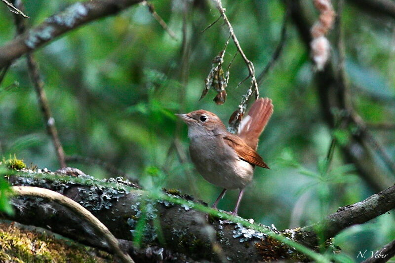 Common Nightingale male adult