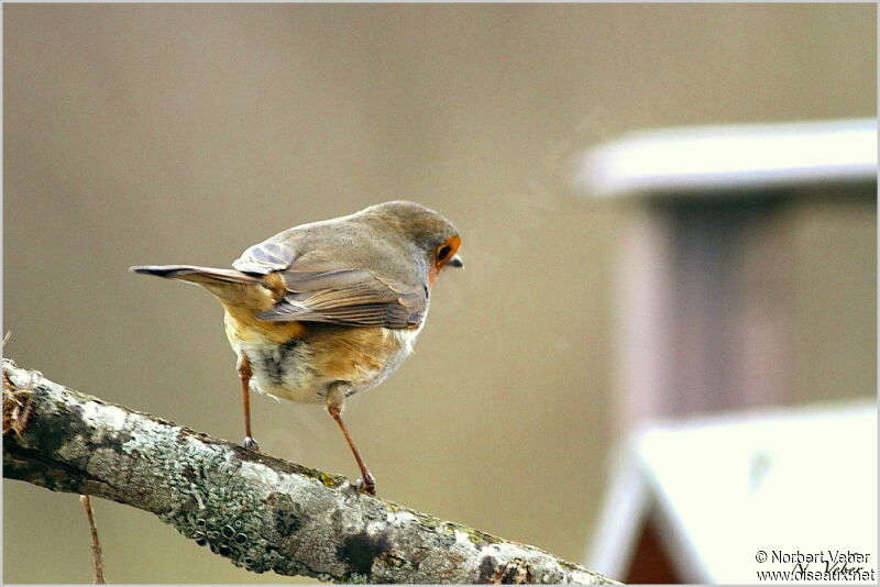 European Robinadult