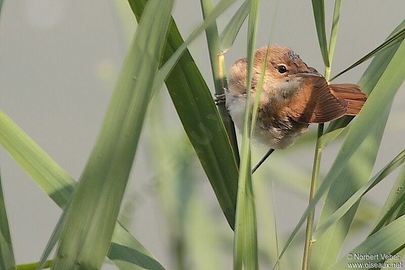 Rousserolle effarvatte1ère année, identification