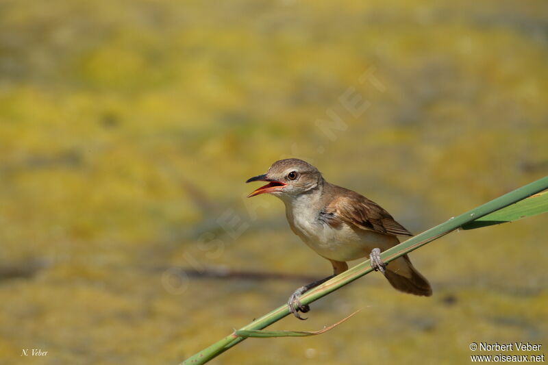 Great Reed Warbler