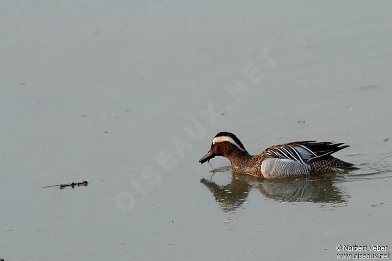 Garganey