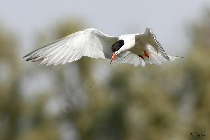 Common Tern