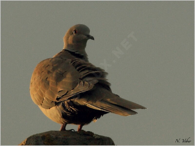 Eurasian Collared Doveadult