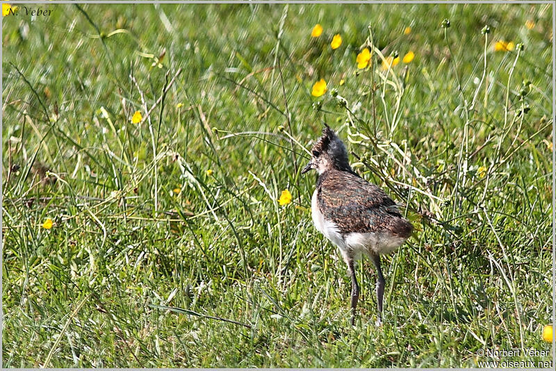 Northern LapwingFirst year