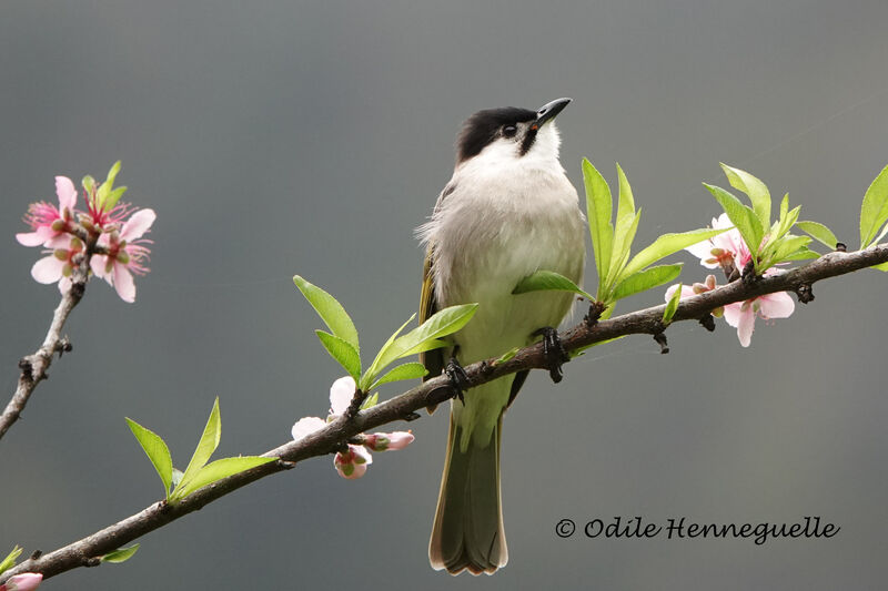 Bulbul de Taïwan