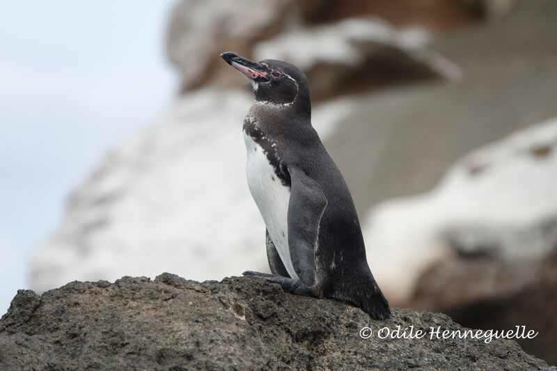 Manchot des Galapagos