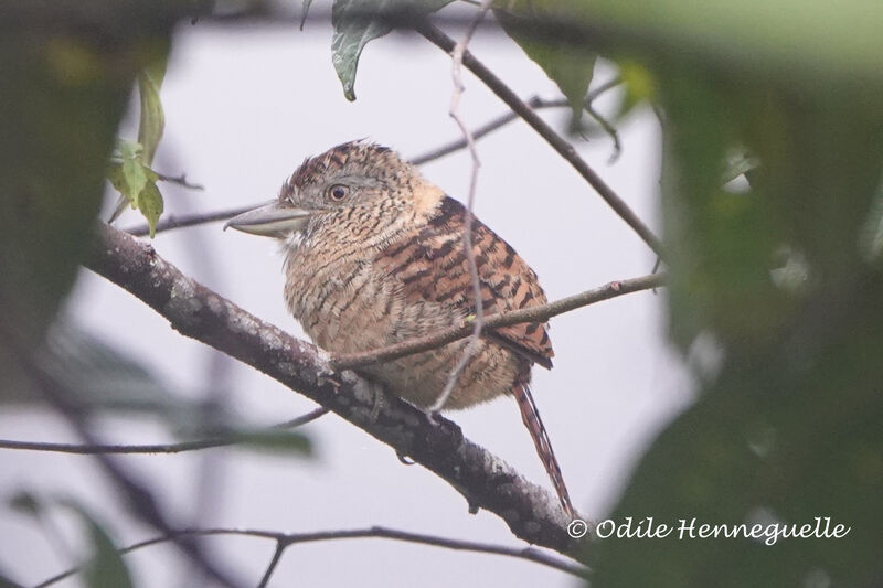 Barred Puffbird