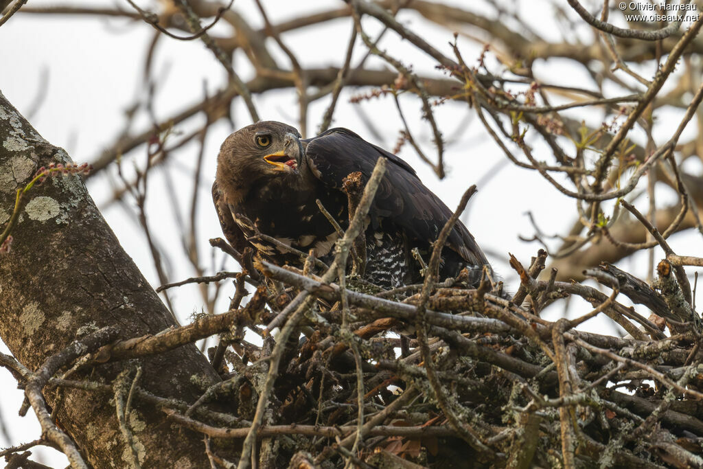 Aigle couronnéadulte