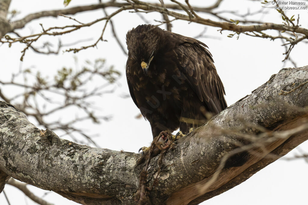 Aigle de Wahlberg, identification, mange