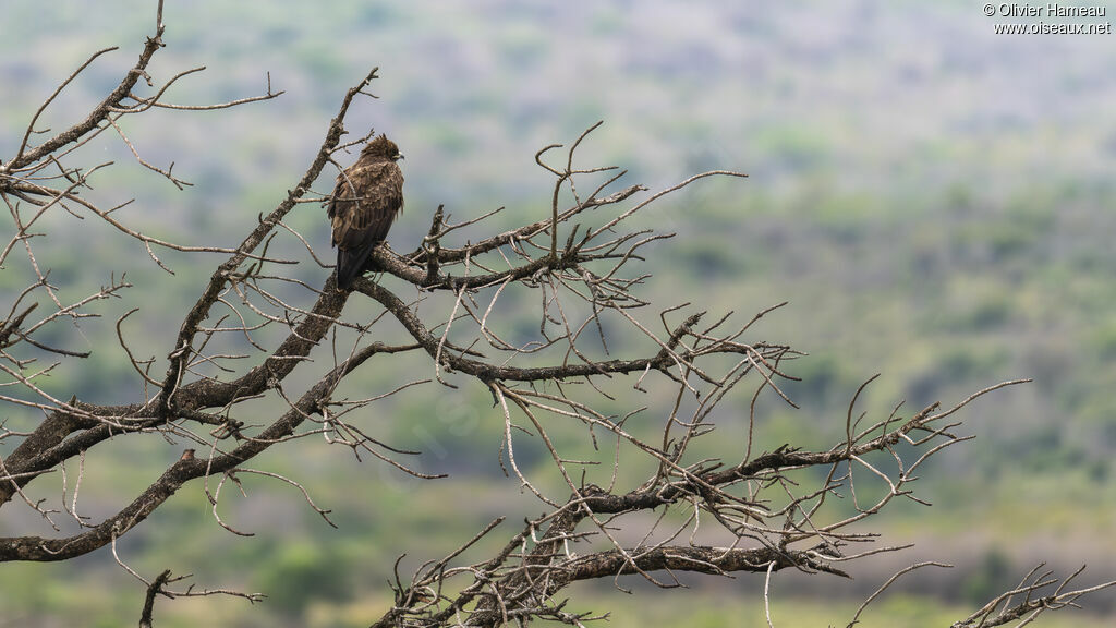 Aigle de Wahlbergadulte, identification