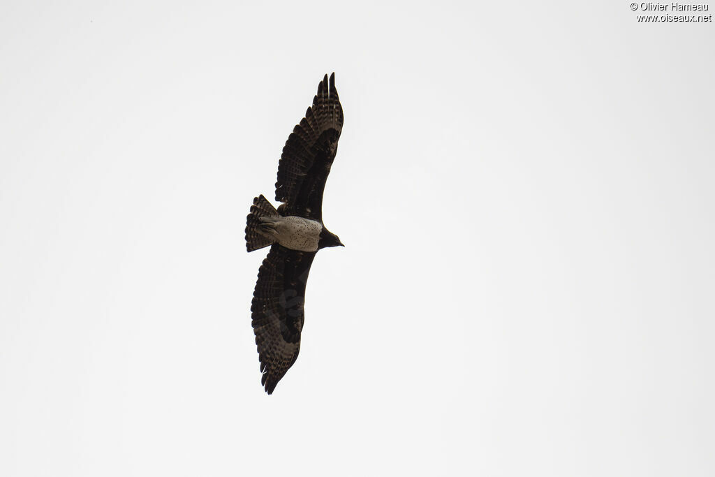 Aigle martialadulte, Vol