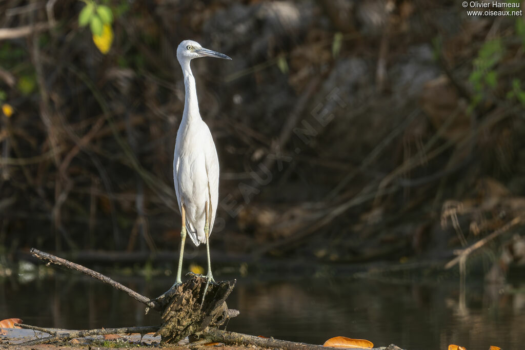 Aigrette bleue
