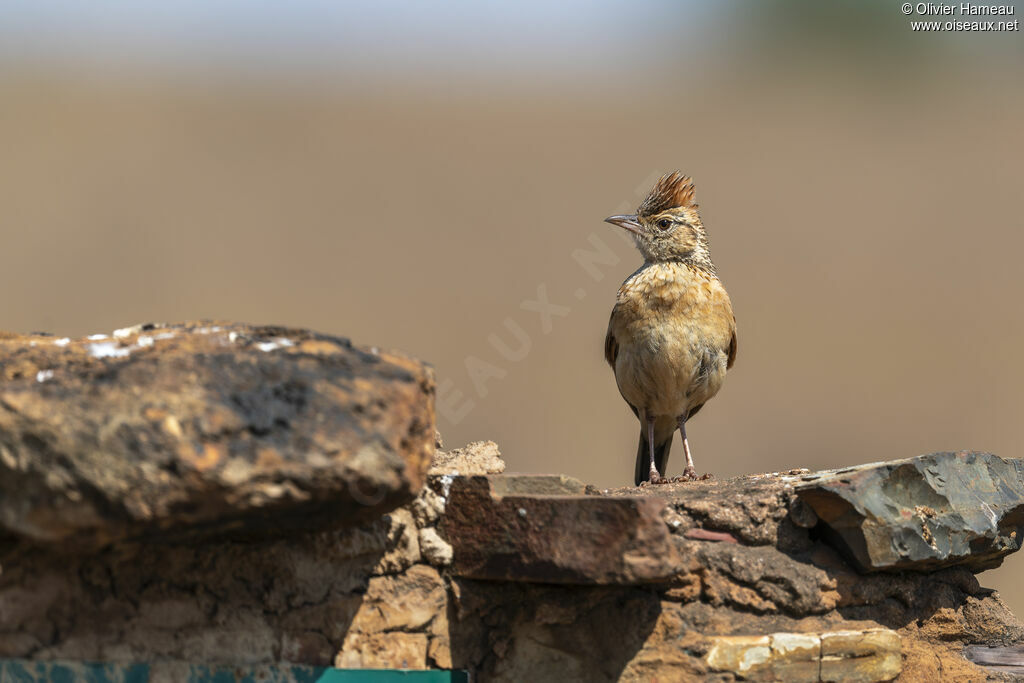 Alouette à nuque rousse