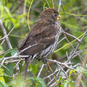 Amblyospize à front blanc