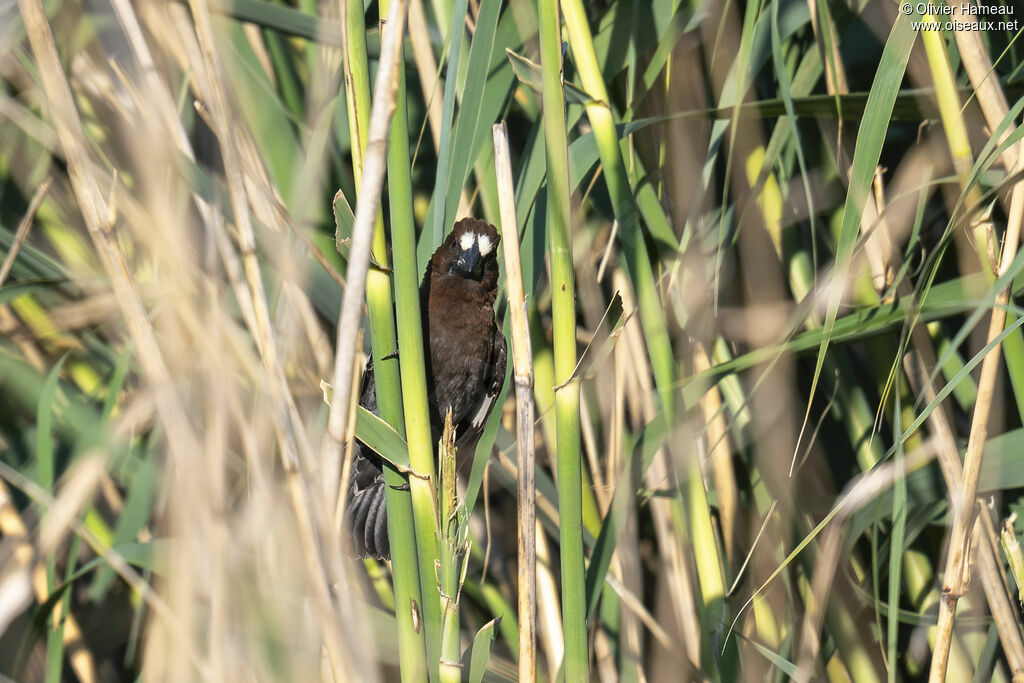 Thick-billed Weaver