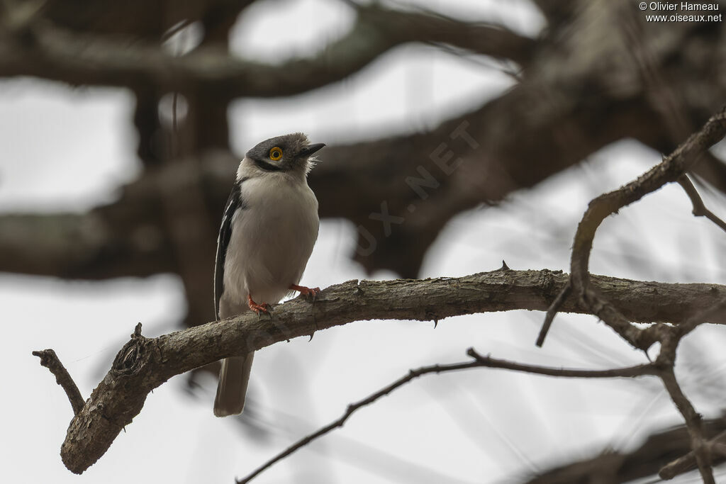 Bagadais casqué, identification