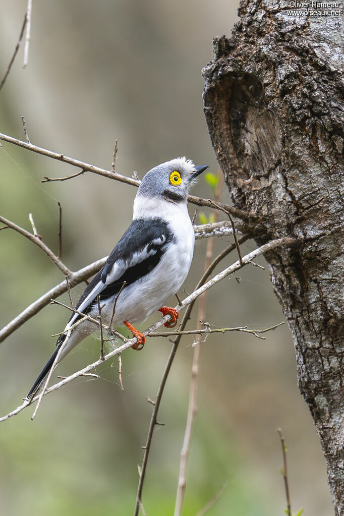Bagadais casquéadulte, identification