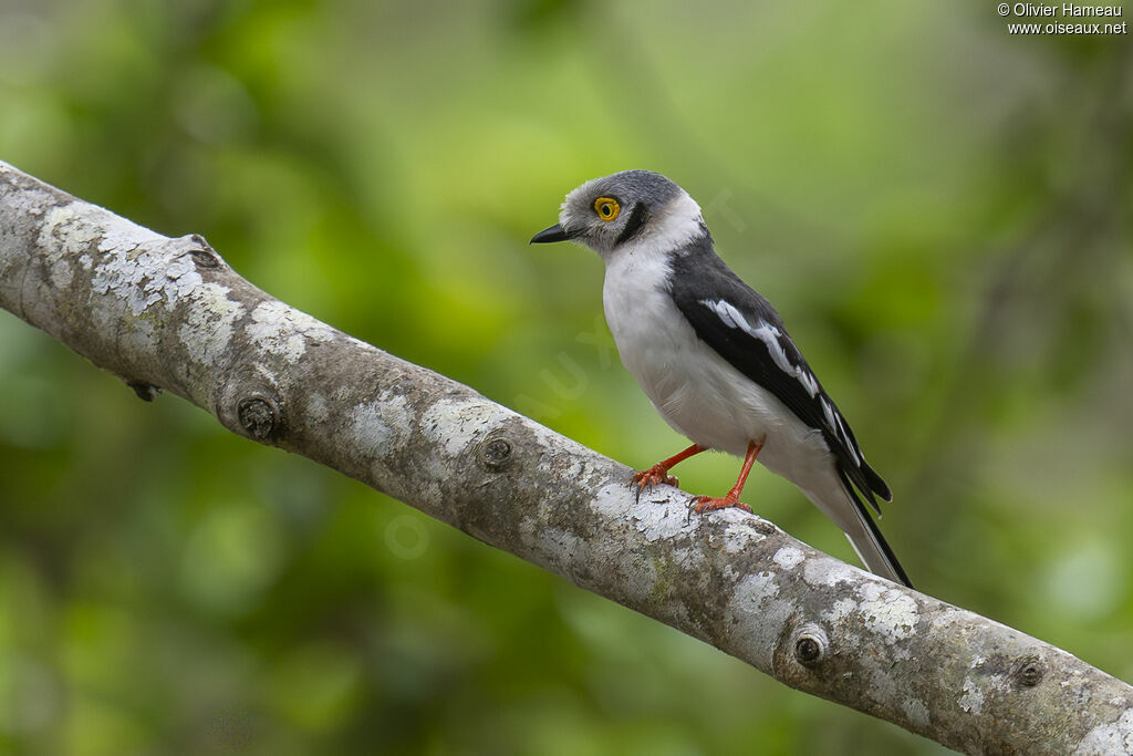 Bagadais casquéadulte, identification