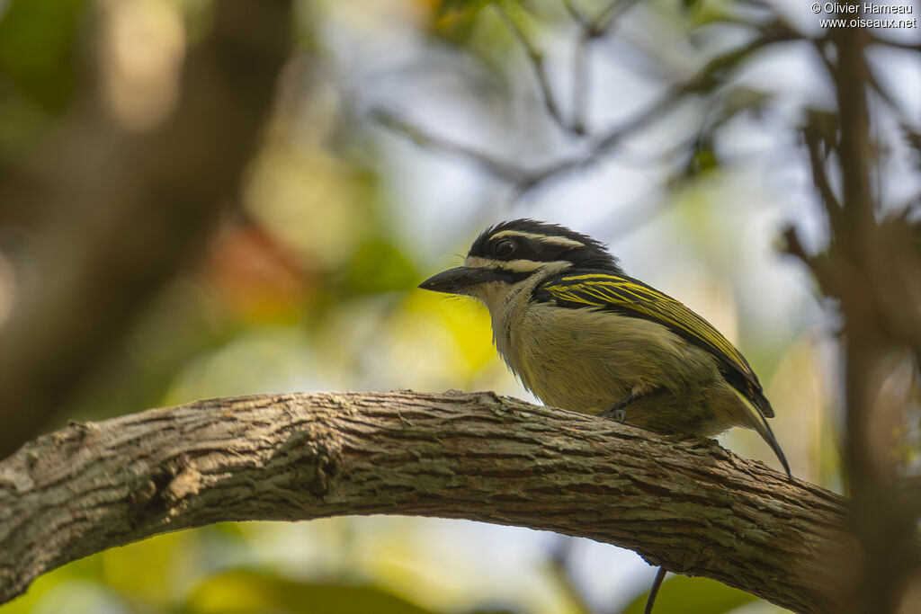 Yellow-rumped Tinkerbirdadult, identification