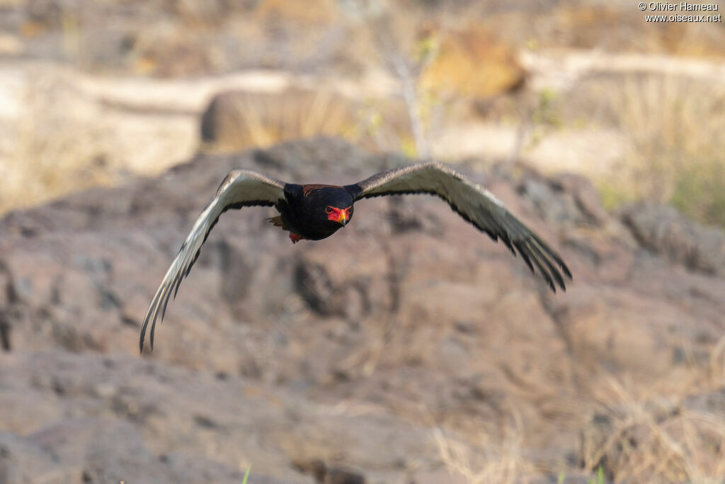 Bateleur des savanes femelle, Vol