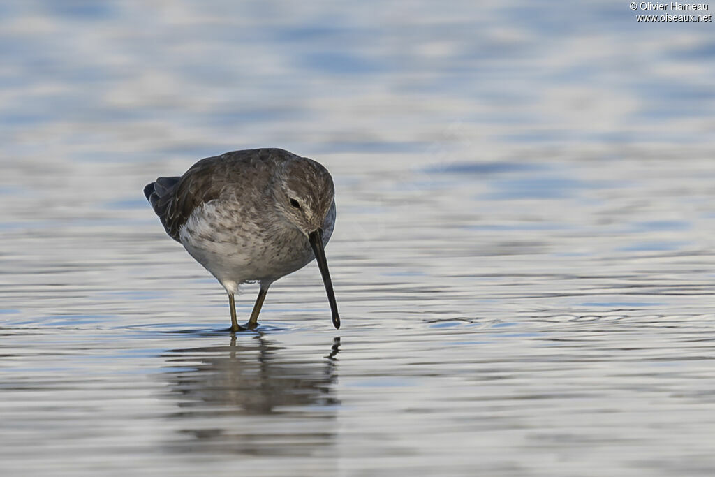 Bécasseau à échasses