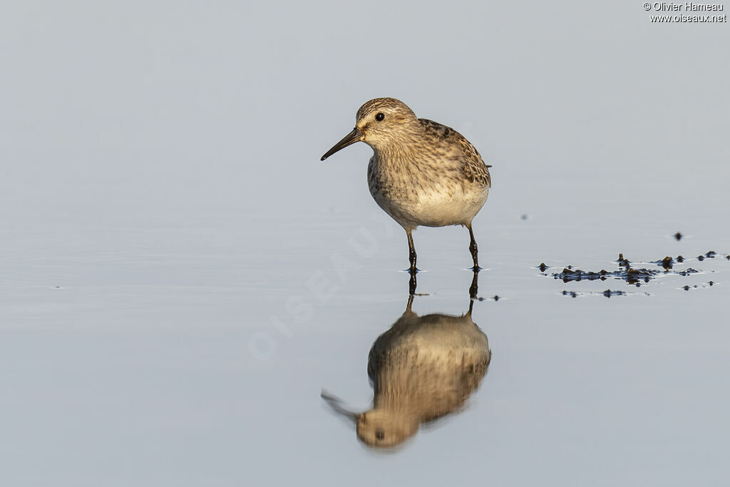 Bécasseau de Bonaparte - Bécasseau à croupion blanc<br />