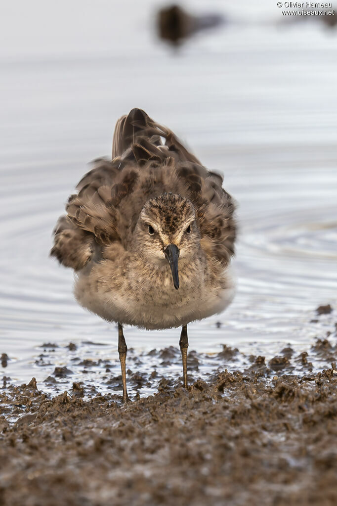 Bécasseau semipalmé