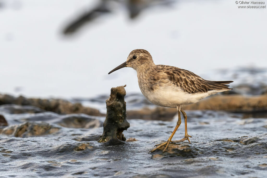 Bécasseau tacheté - Bécasseau à poitrine cendrée<br />