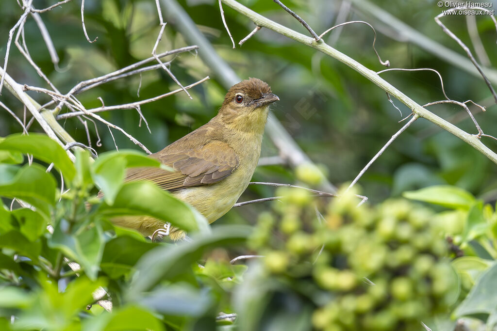 Bulbul à poitrine jauneadulte, identification