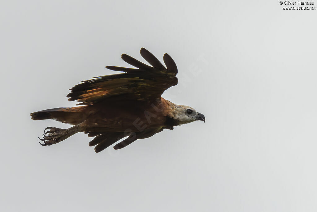 Buse à tête blanche