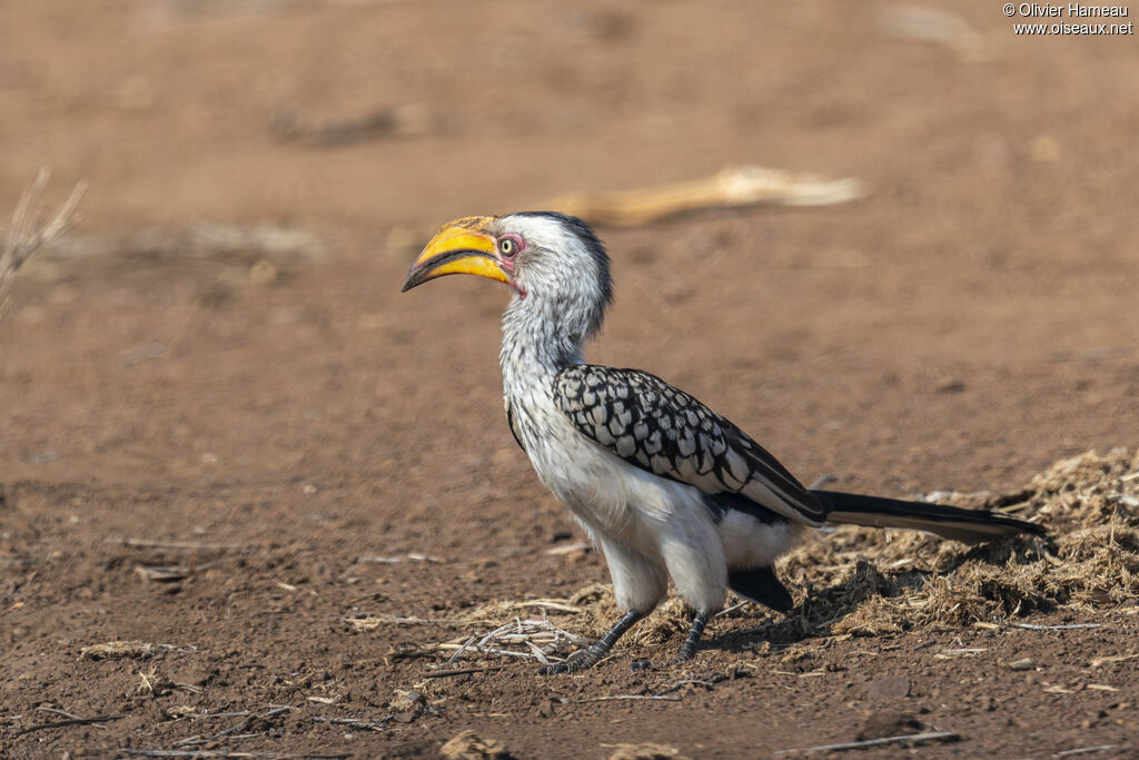 Calao leucomèle, identification