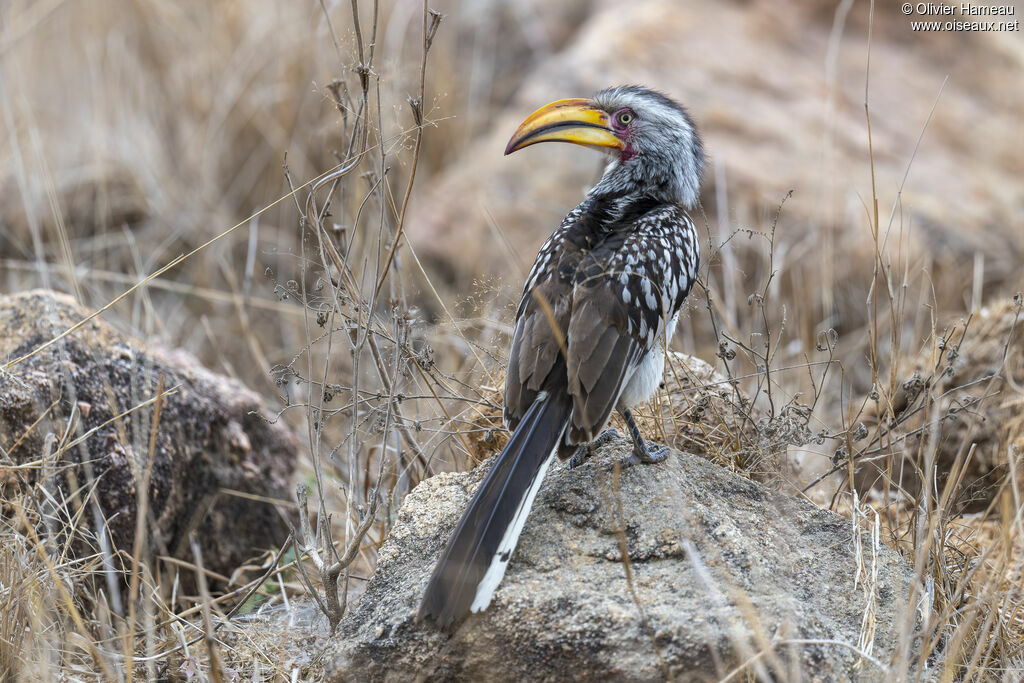 Calao leucomèle, identification