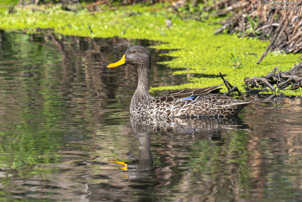 Canard à bec jaune