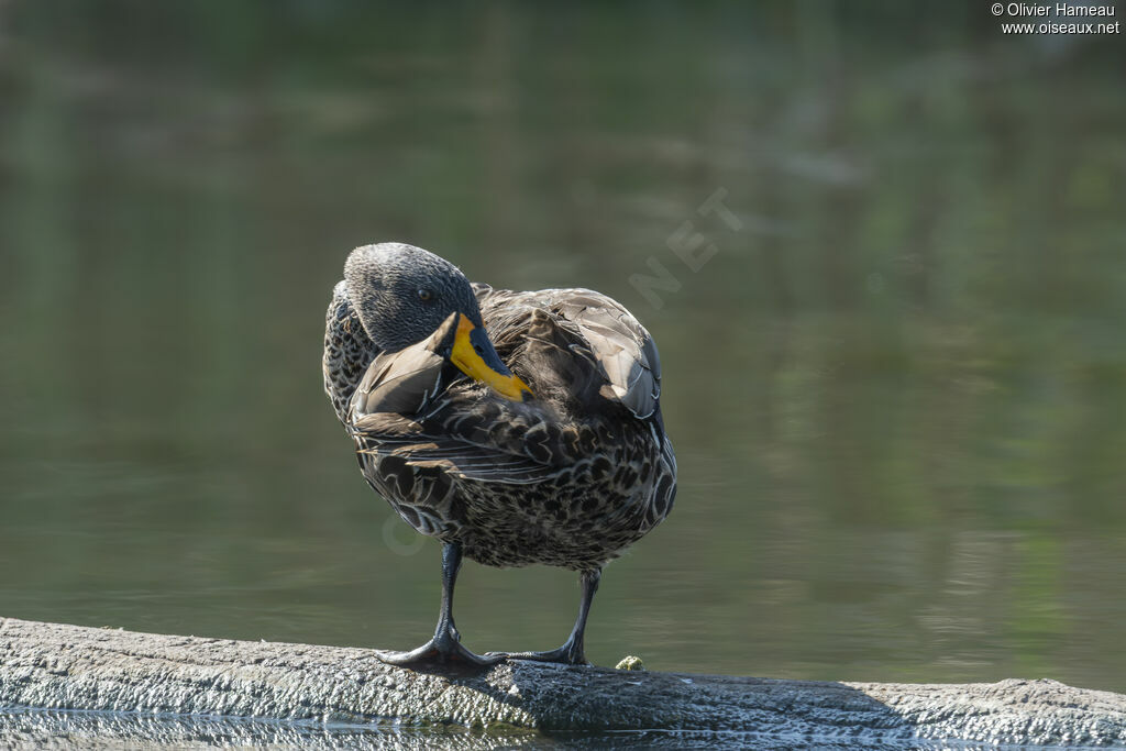 Yellow-billed Duck