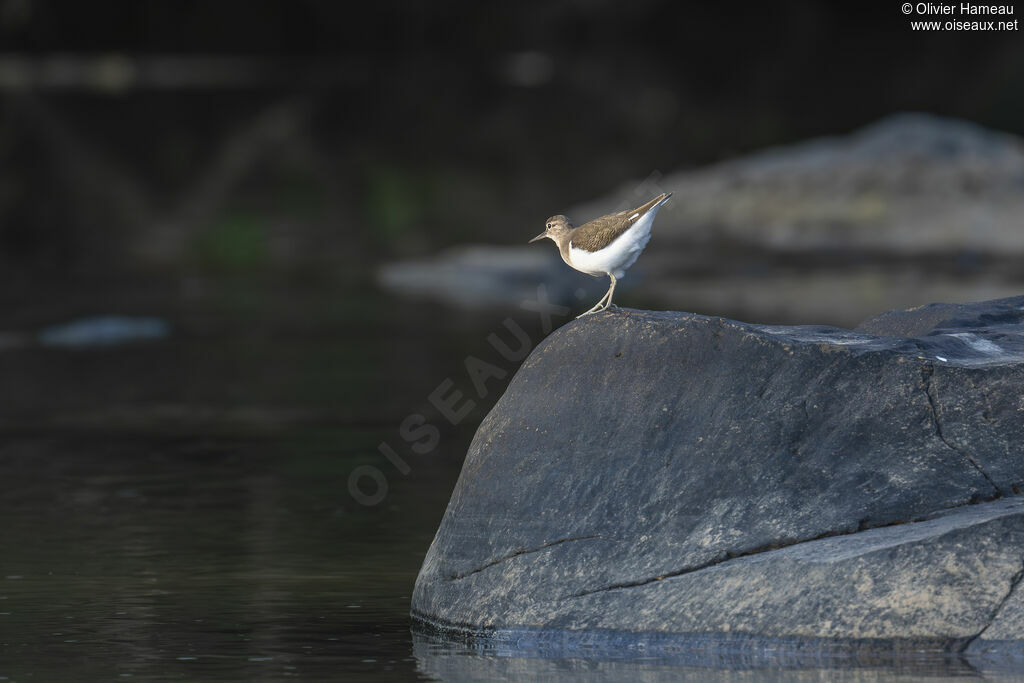 Chevalier guignette, habitat