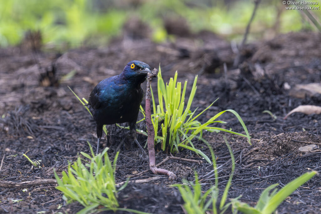 Choucador à épaulettes rougesadulte, identification