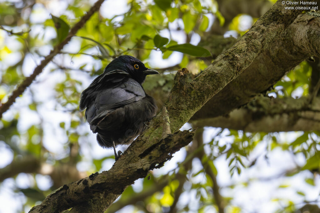 Choucador à ventre noiradulte
