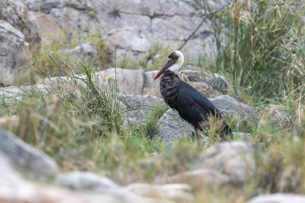 African Woolly-necked Stork