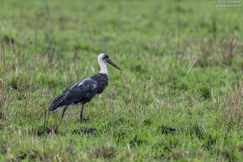 African Woolly-necked Stork