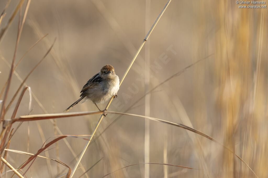 Cisticole à sonnette, habitat