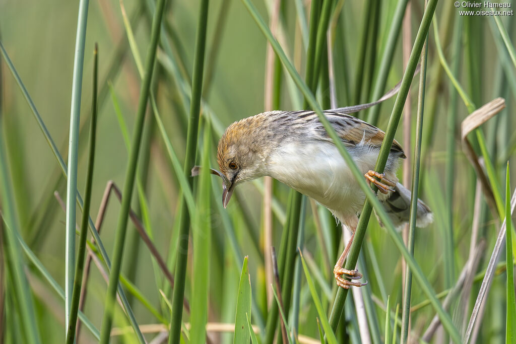 Cisticole à sonnetteadulte, identification, Nidification